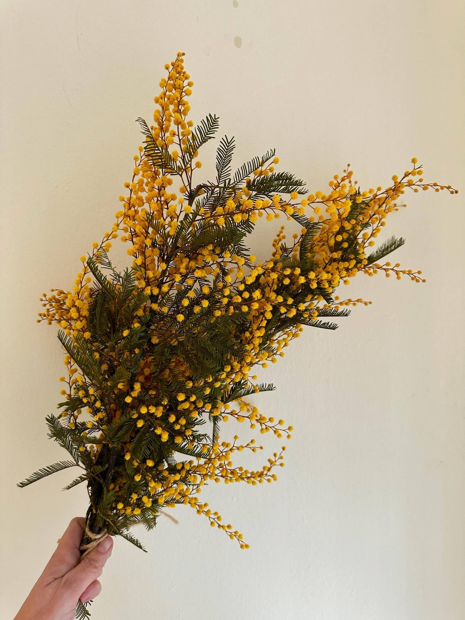 Concari.flores Preservadas - Wholesale Dried/Pressed Flowers - PRESERVED MIMOSA FLOWER3