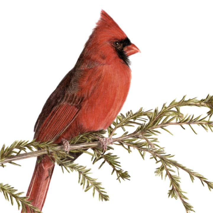 "Early November" Cardinal Backyard Bird Fine Art Print (Copy for wholesale by Jenna Chartrand Coloured Pencil Fine Artist