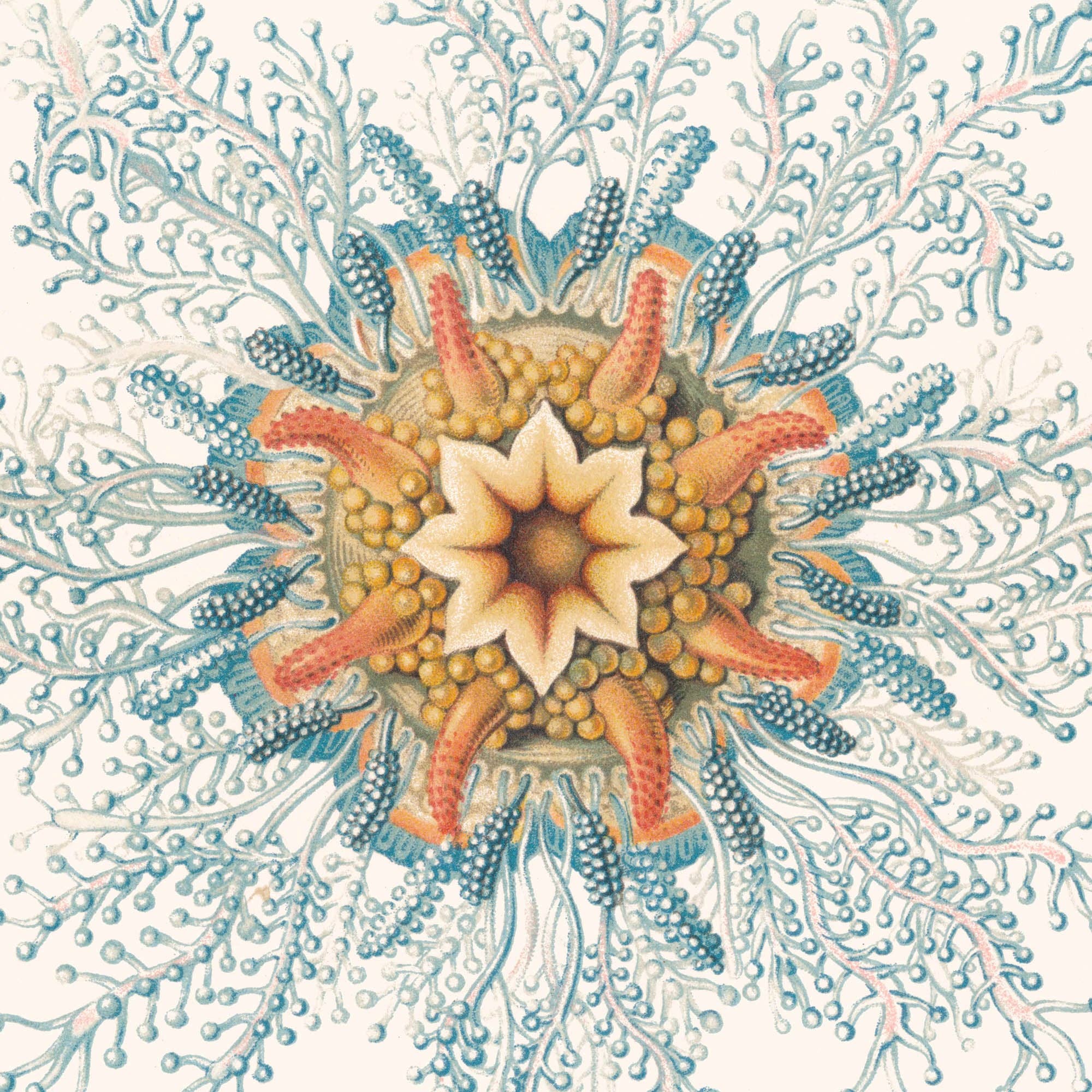 Aster Edition – Großhandel Poster – Poster: Hydromedusen – Ernst Haeckel3