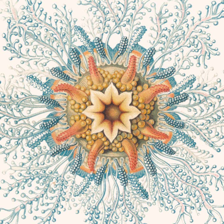 Aster Edition - Wholesale Poster - Poster: Hydromedusen - Ernst Haeckel3