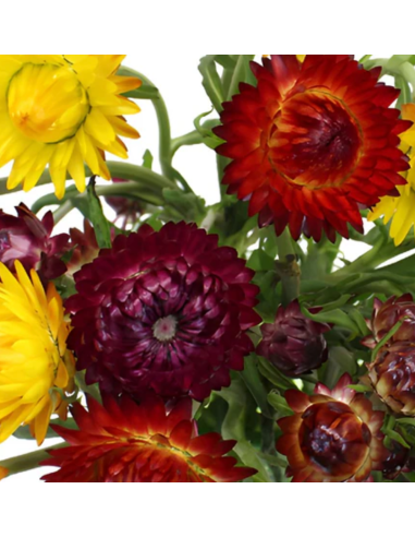 Florasource - Wholesale Fresh Cut Flowers - Strawflower Assorted 5 / 10 / 15 / 20 bunches1