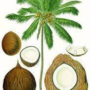 Les Gaillardises de l'Ubaye - Wholesale Snack Bar - Croqu'Coco: Crunch, Move, Enjoy2