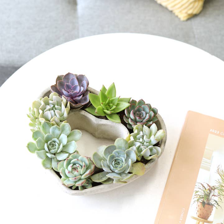Best Plant Friend - Wholesale Succulent - Large Succulent Heart Arrangement - Mother's Day Gift 2025