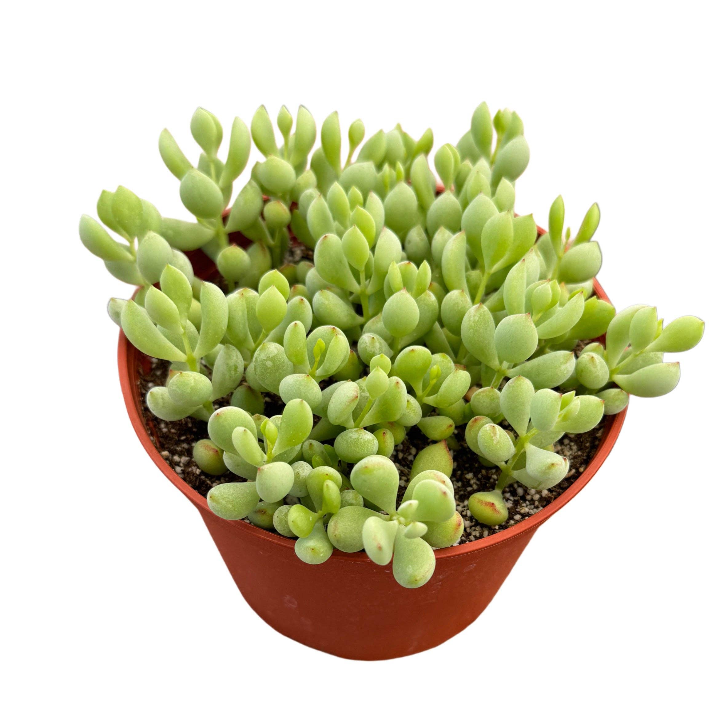 Succulent Wholesale - Wholesale Succulent - Cotyledon pendens | 4 inch | Cliffhanger Plant1