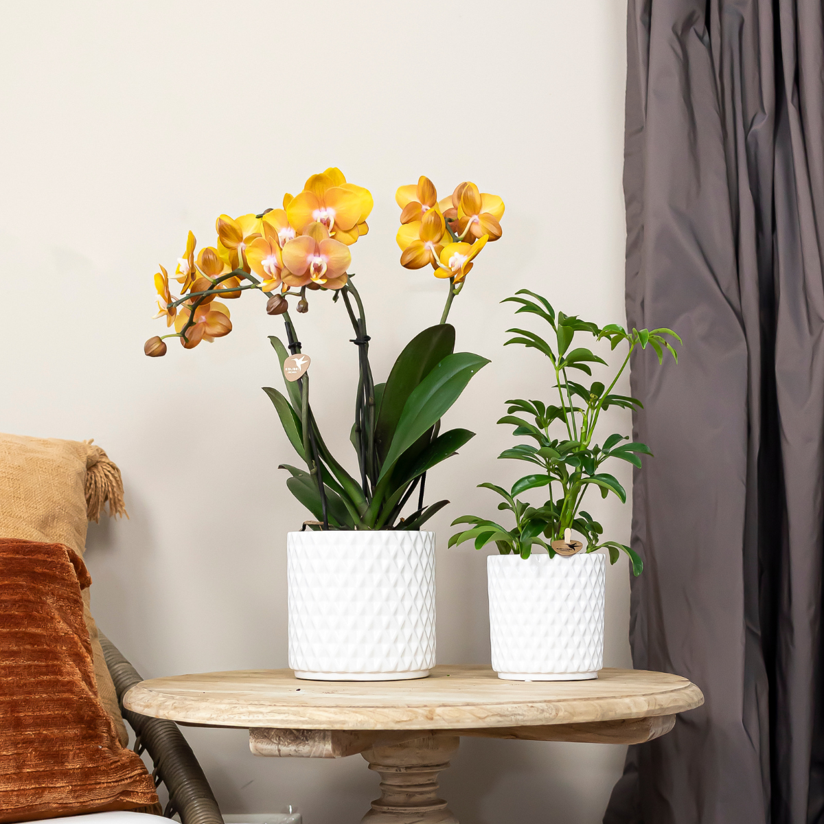 Oasis of Life - Wholesale Live Plant - Phalaenopsis Orchid "Las Vegas" – 2 Plants – Orange – Ø12cm – Houseplant with 3-4 Flower Stems – Noble Multiflora Orchid for Home & Office6
