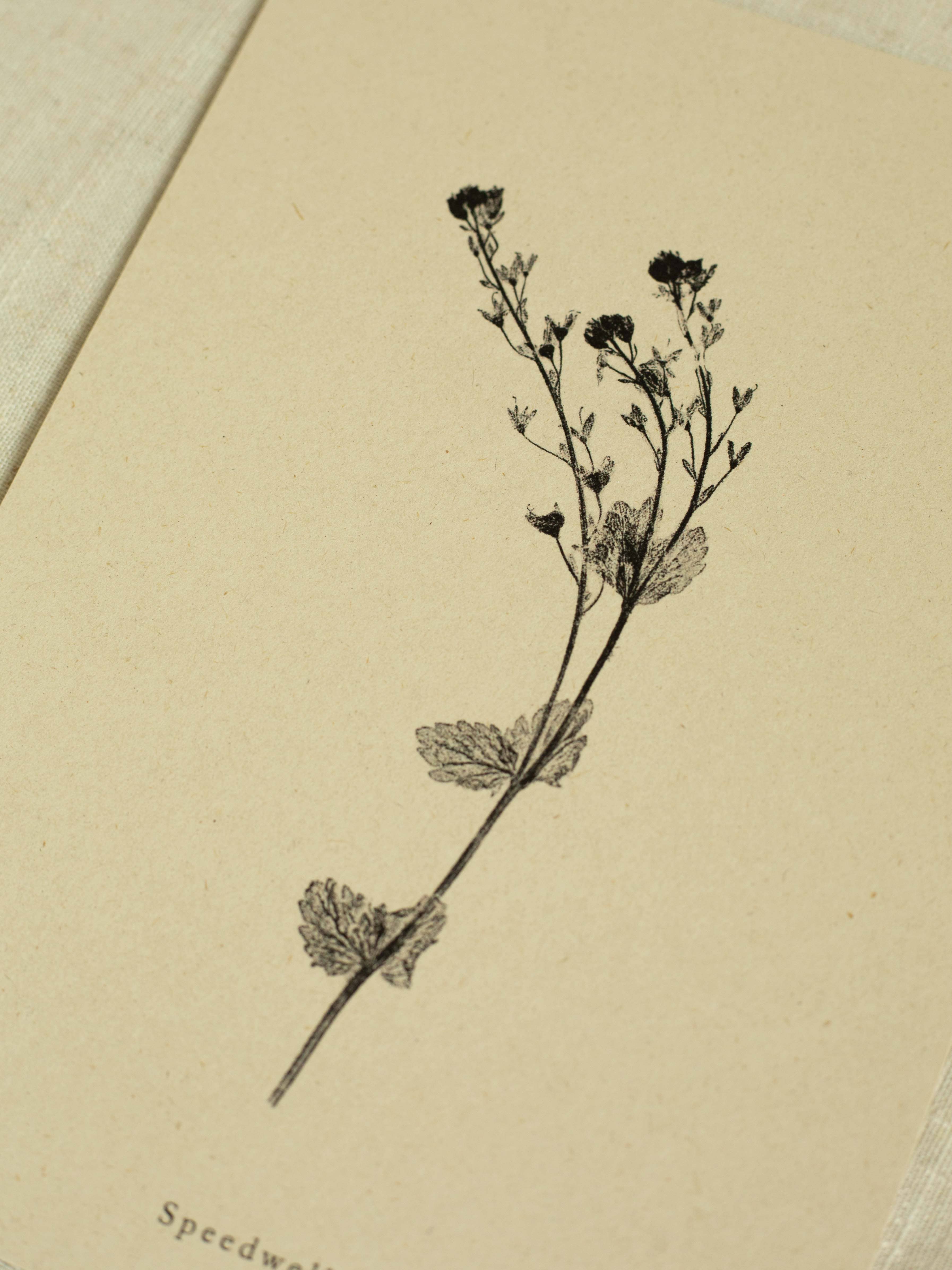 Alicia Breakspear – wholesale Art print – Botanical Art Print A5 A4 A3 Speedwell Flower Print 1