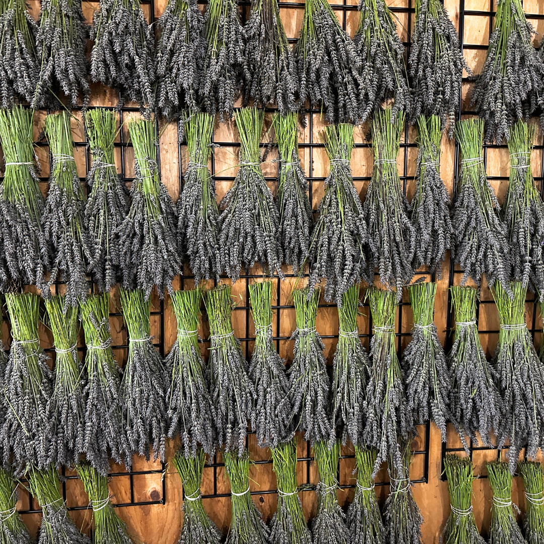 Hereward Farms - Wholesale Dried/Pressed Flowers - Lavender | Dried French Lavender Bunch4