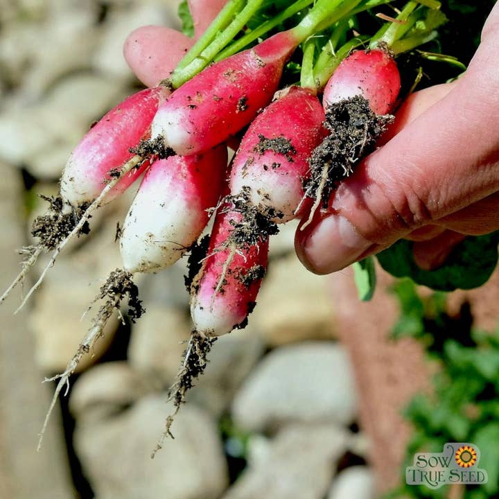 Sow True Seed - Wholesale Plant Seeds - Radish Seeds - French Breakfast