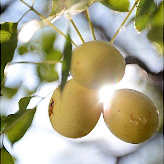 Jaboneria Marianella - Wholesale Facial Oil - Marula Face Oil2