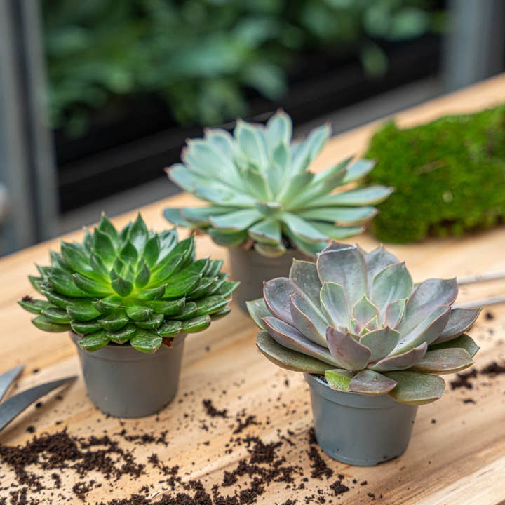 Trendhero.nl/b2b - Wholesale Succulent - Succulent Mix Set - Assorted Succulents in 6 cm Pots (8–12 cm high)