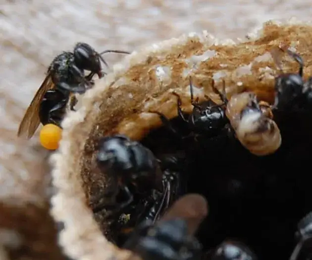 Zayti L.T.D.M - Wholesale Honey - PRECIOUS MELIPONA HONEY (ORGANIC): 300G JAR - SCAPTOTRIGONA11