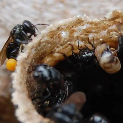 Zayti L.T.D.M - Wholesale Honey - PRECIOUS MELIPONA HONEY (ORGANIC): 300G JAR - SCAPTOTRIGONA11