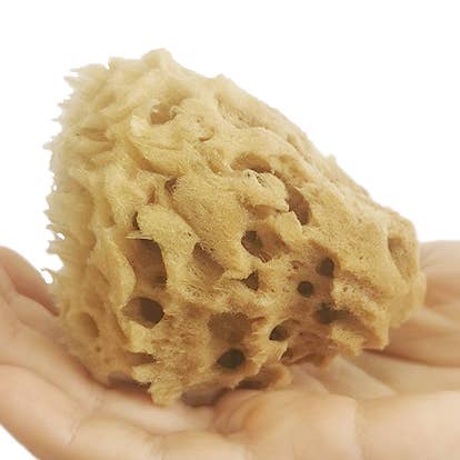 Éponge de mer visage : Rayon de miel brun - 3/4 g pour la vente par Cose Della Natura