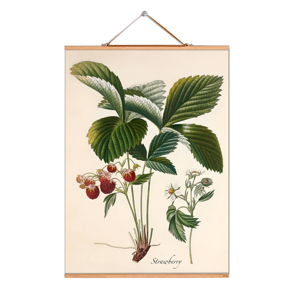 Eicie - Wholesale Art Print - Scroll picture illustration # 233/Poiteau/ Scarlet Strawberry0