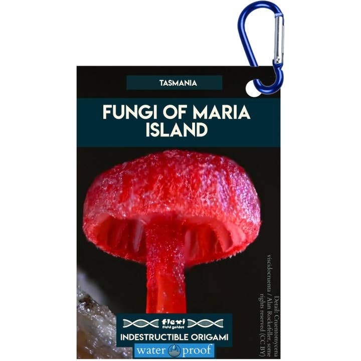 Fungi of Maria Island-Indestructible Origami for wholesale by Flexi Field Guides