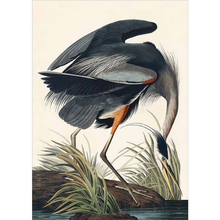 Great Blue Heron - Wall Art for wholesale by SPLASHWORKS