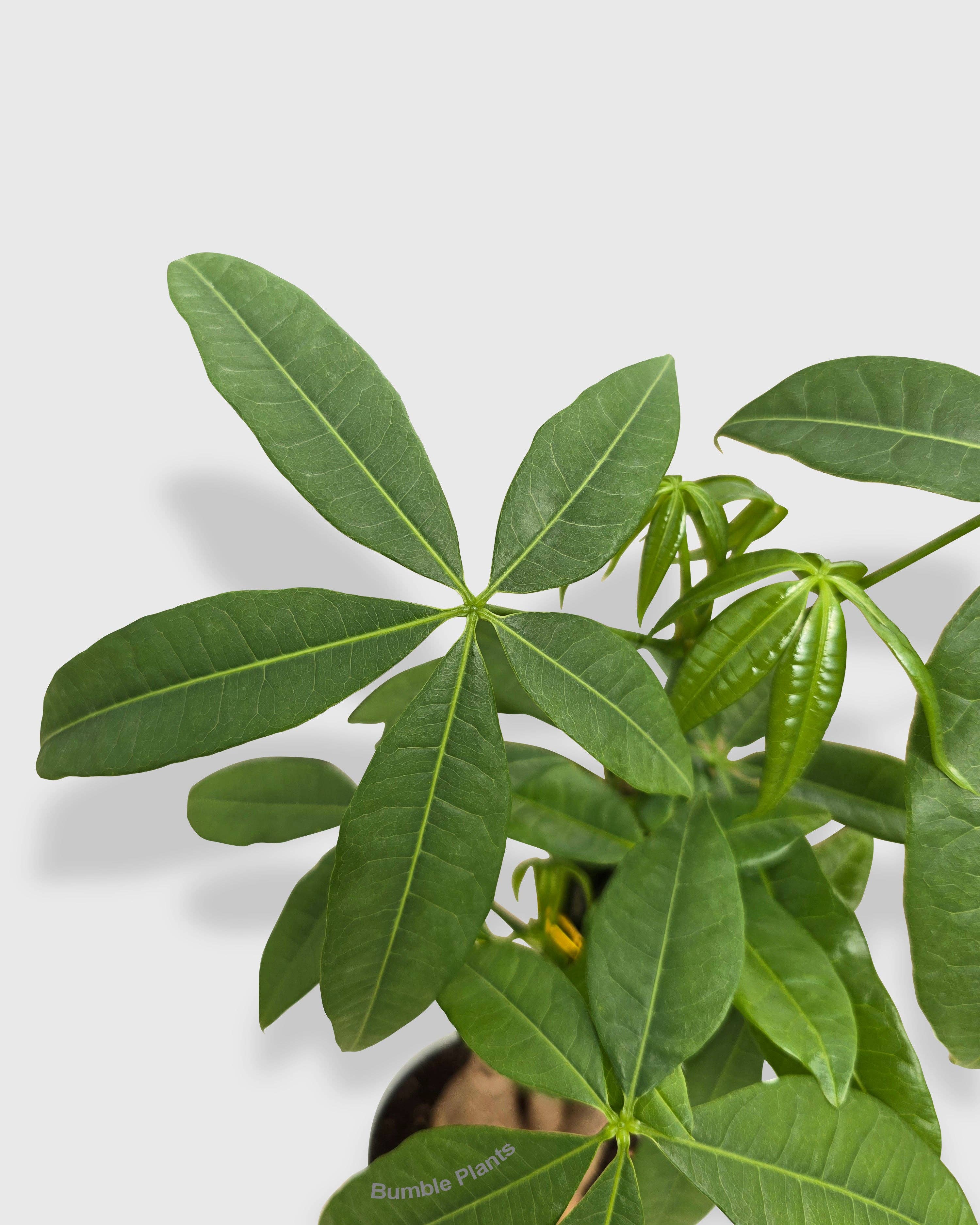 Bumble Plants - Vente Plante - Galon Pachira Money Tree « Châtaigne de Guyane »9