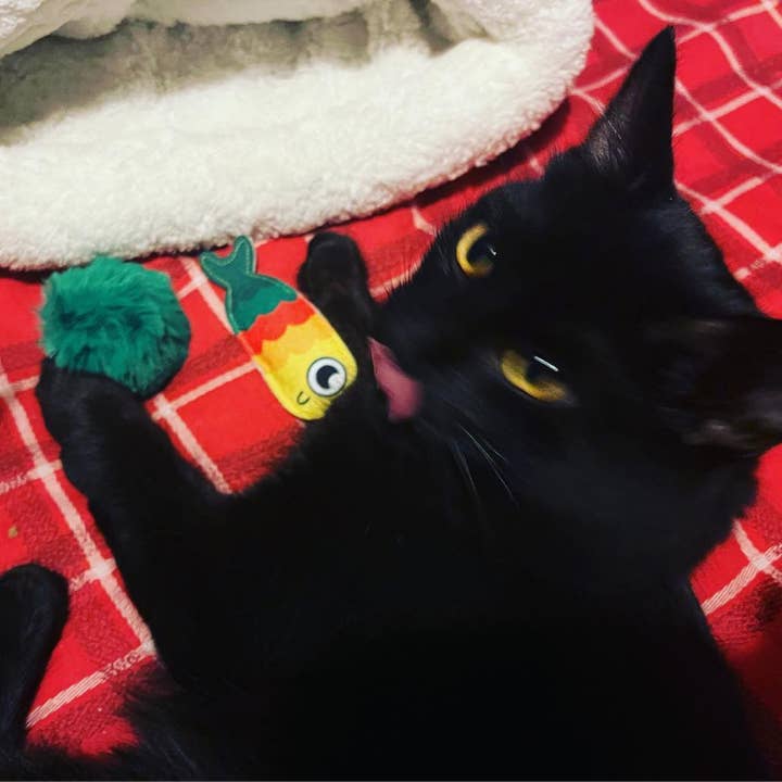 WufWuf - Wholesale Pet Toy Set - Cat - MyMeow Meow Year Resolutions, Catnip Toy Set