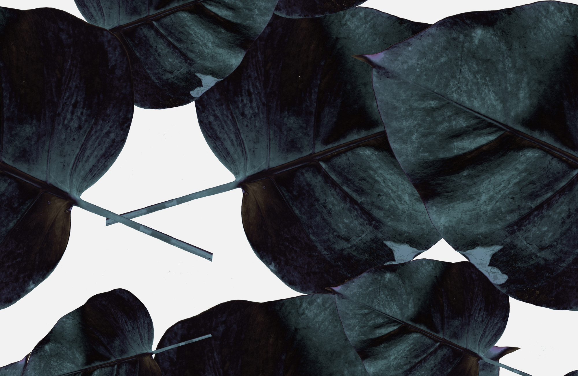 TAYLOR GRAY - Wholesale Decorative Tray - 11x17 BLACK & WHITE insert set of 106