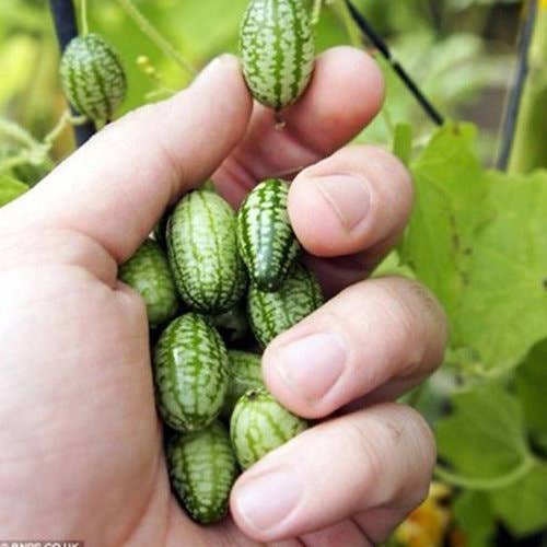 BEEcycle - Wholesale Plant Seeds - Grow Your Own Mini Melons Set1