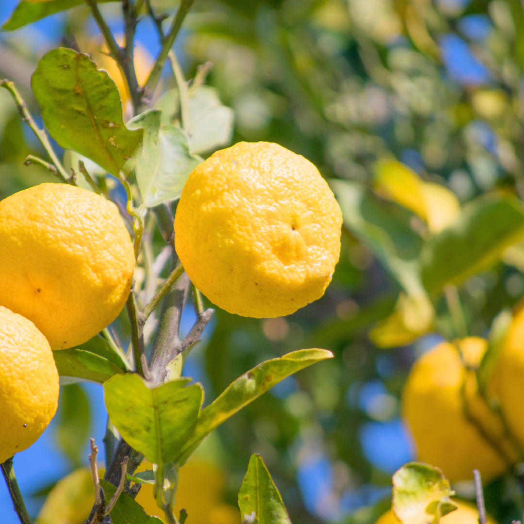 Salt Azur - Wholesale Salt - Lemon Chin Salt2