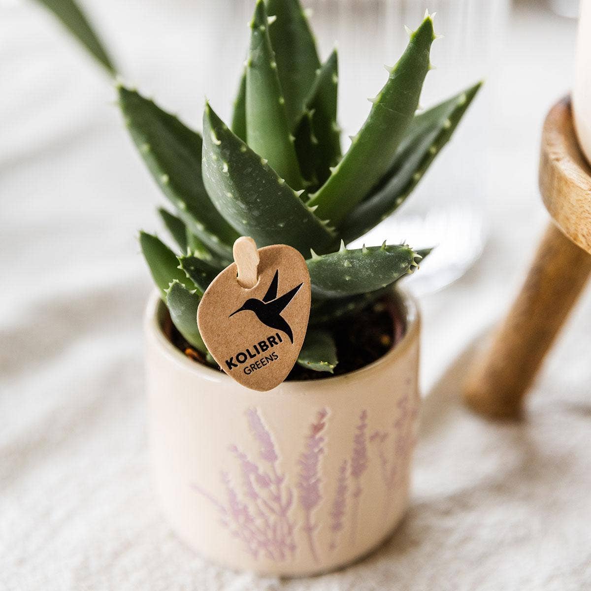 Oasis of Life - Vendita all'ingrosso Vasi per piante - Vaso di fiori Lavanda – Ø6 cm – Vaso decorativo per mini piante, succulente ed erbe aromatiche – Leggero e robusto – Vaso elegante in delicato viola per soggiorno, cucina e ufficio2