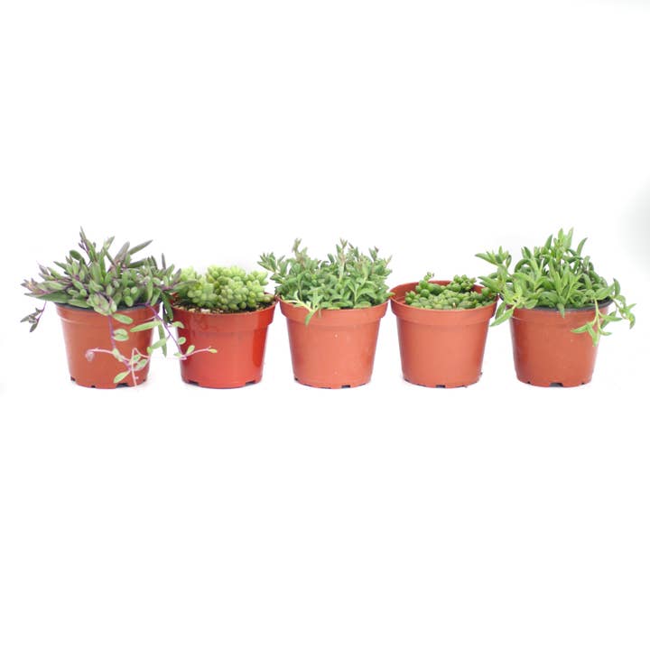 Assorted Hanging Succulents | 4 inch for wholesale by Succulent Wholesale