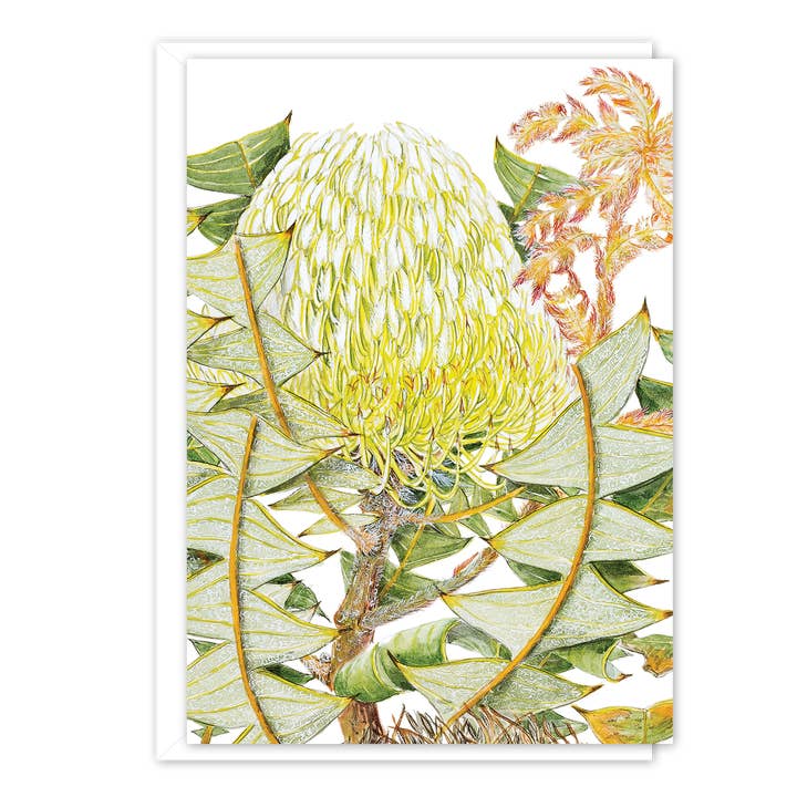Carte A6 : Banksia nid d'oiseau pour la vente par STUDIO NIKULINSKY
