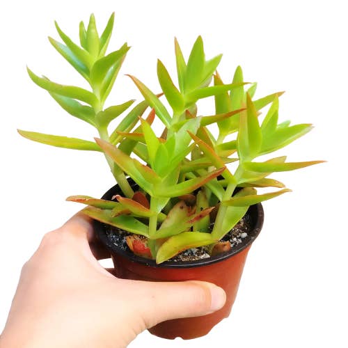Best Plant Friend - Wholesale Succulent - Crassula Capitella Campfire - Live Succulent in 2in/4in Pot