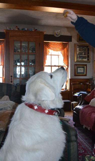 Alpen Schatz - Wholesale Pet Collar - Dog - Swiss Cross Collars11