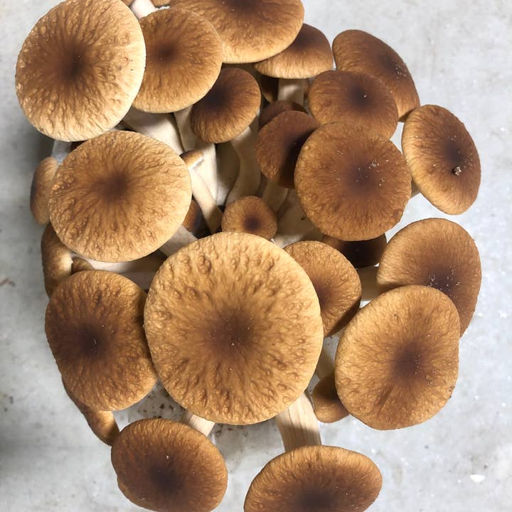 Mycoterra Farm - Wholesale DIY Food Kit - Pioppino Mushroom Grow Kit