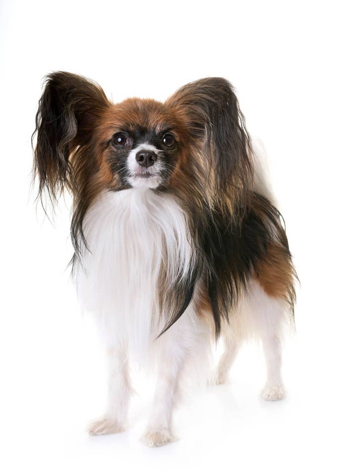Grand torchon en coton Motif chien Papillon pour la vente par Half a Donkey