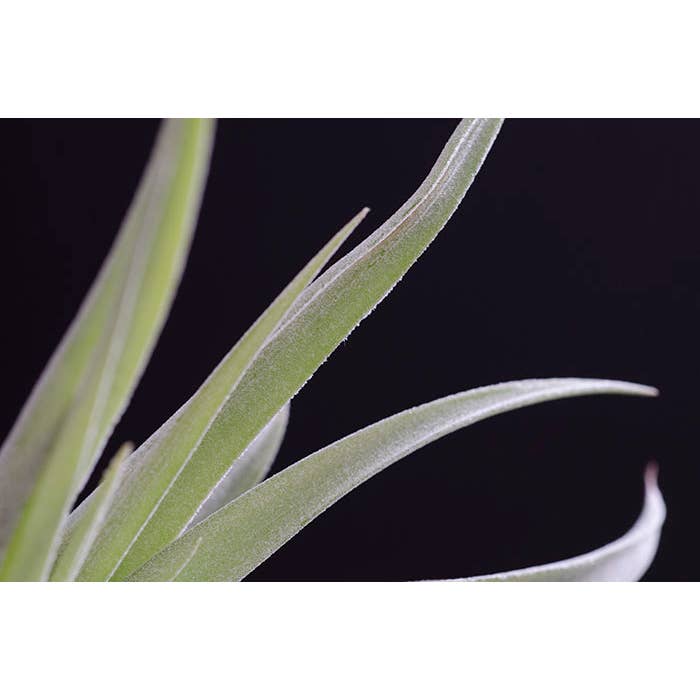 The Artizan Way - Wholesale Live Plant - Tillandsia Peach Capitata - Live Air Plant