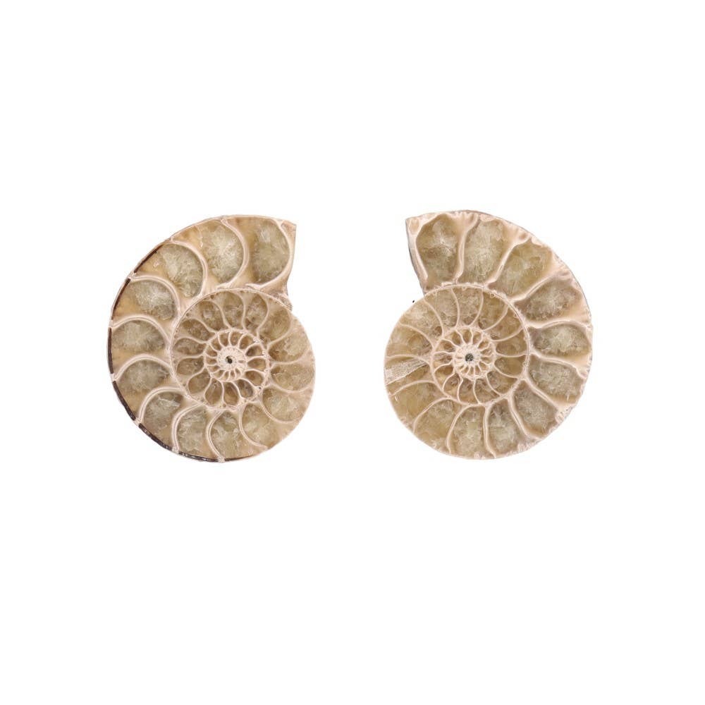 Vives de la Cortada S.L – wholesale Andlig sten/kristall – Ammonitpar 3-4 cm0