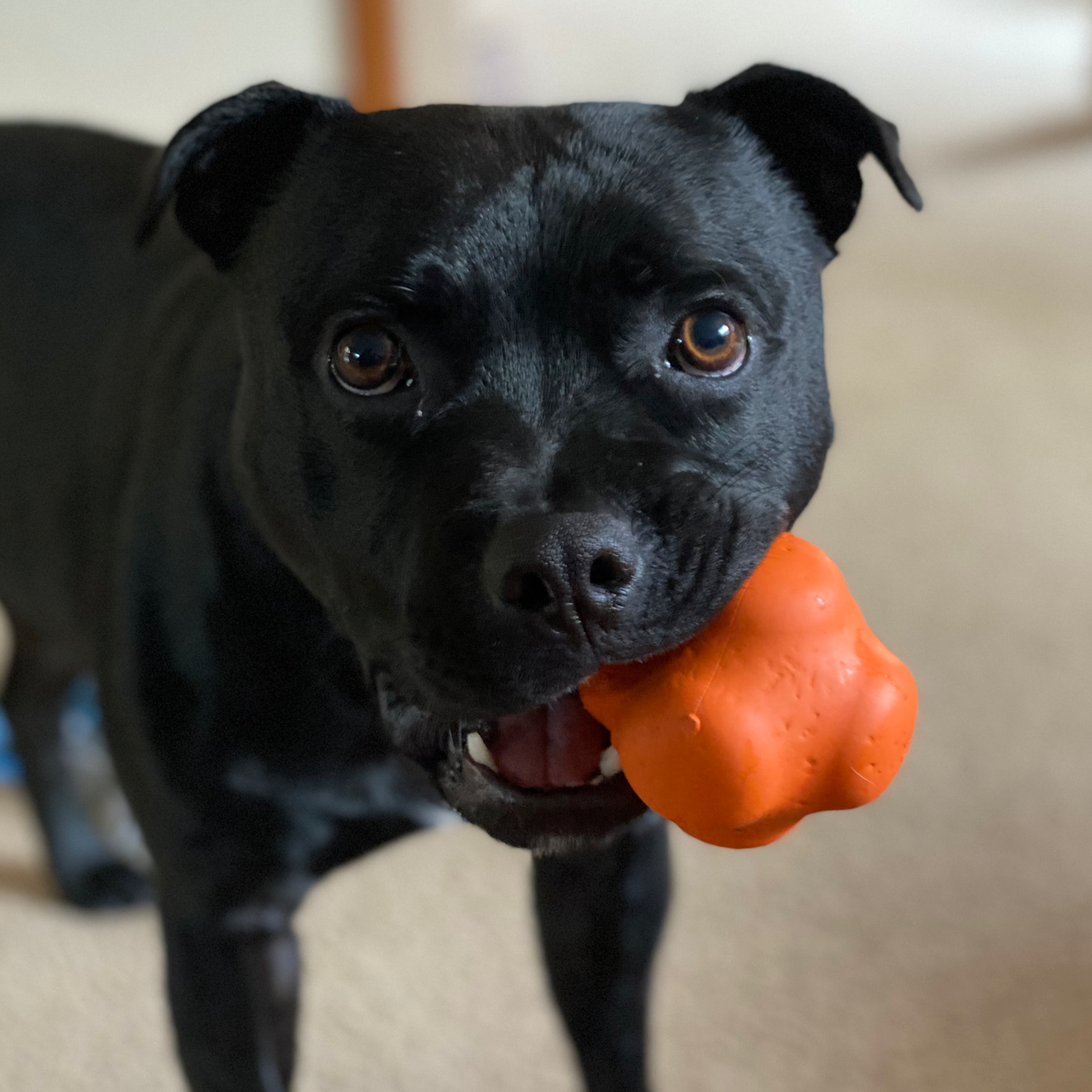 Rover Pet Products - Wholesale Pet Chew Toy - Dog - Crazy Bounce (Power Chewers)4