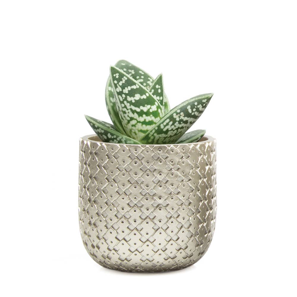 Chive - Wholesale Plant Pot - Stagma Succulent Planter Flower Pot For Indoor Plants SALE6