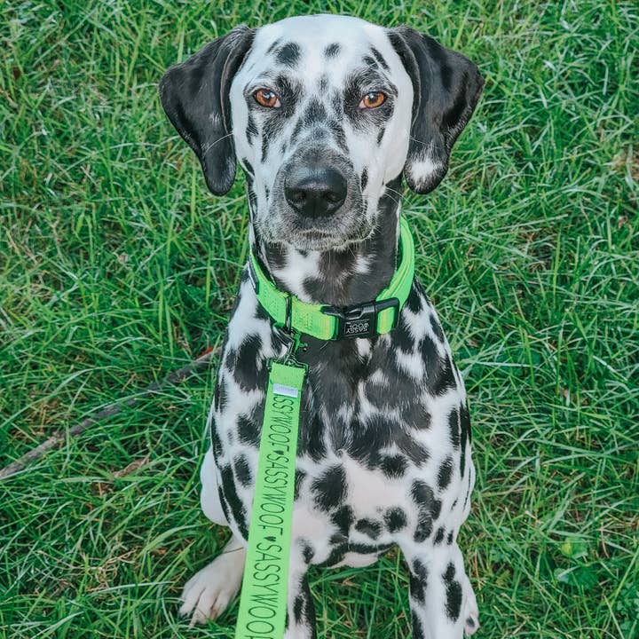 SASSY WOOF - Wholesale Pet Leash - Dog - Dog Leash - Neon Green10