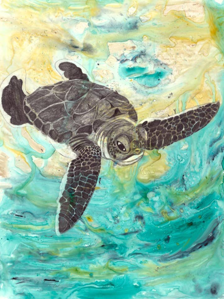 Baby Seymore (babyzeeschildpad) voor wholesale door Freckled Illustrations