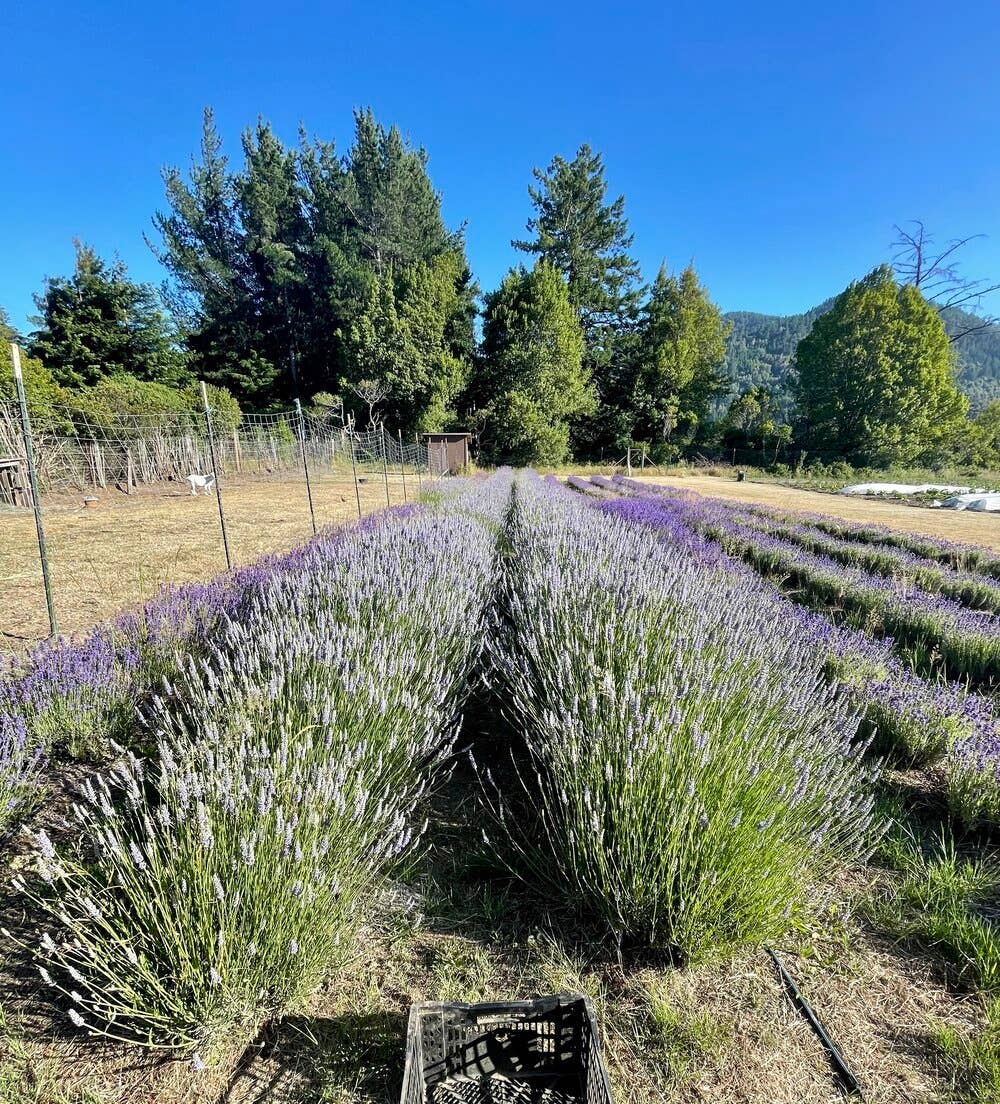 Root Rise Farm & Apothecary - Wholesale Face & Body Mist/Water - Lavender Hydrosol2