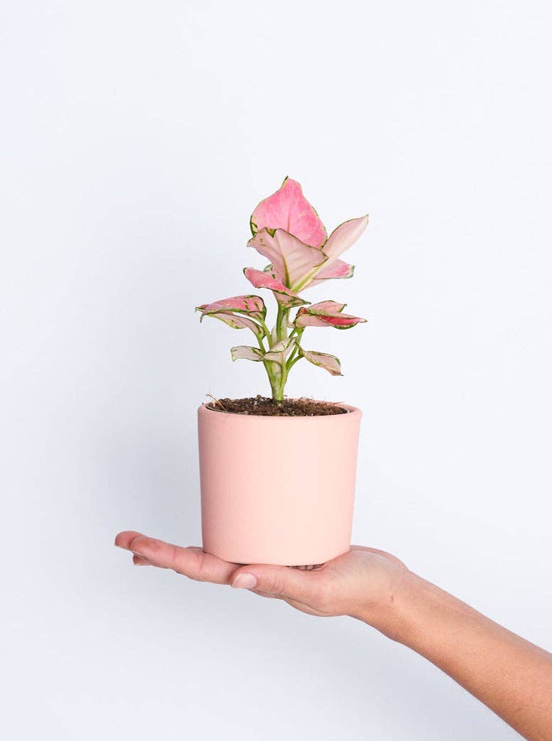 Miniplanta – wholesale Plant pot – Pink Pot 9cm1