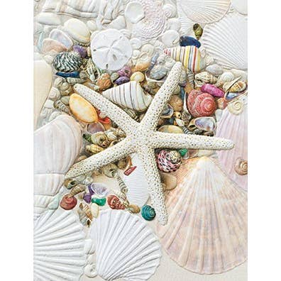 Shell Collection - Petite BLANK Box Note for wholesale by Pumpernickel Press