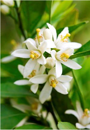 Eaux Florales de Castillou - Vente Brume/eau visage et corps - Eau Florale de Fleur d'Oranger Bio - 3 litres1