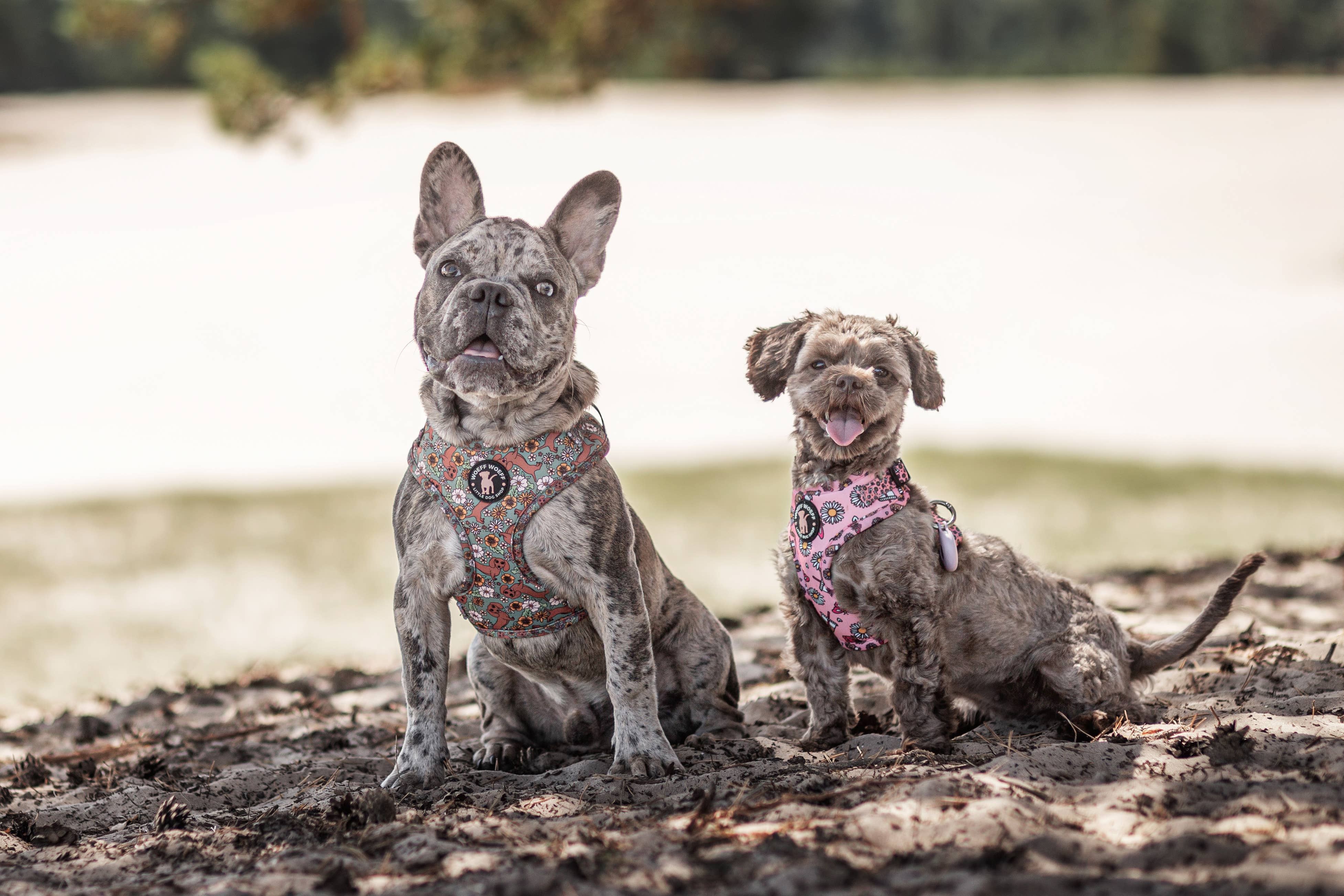 Woeff Woeff - Vente Harnais – chien - Harnais vert pour teckel1