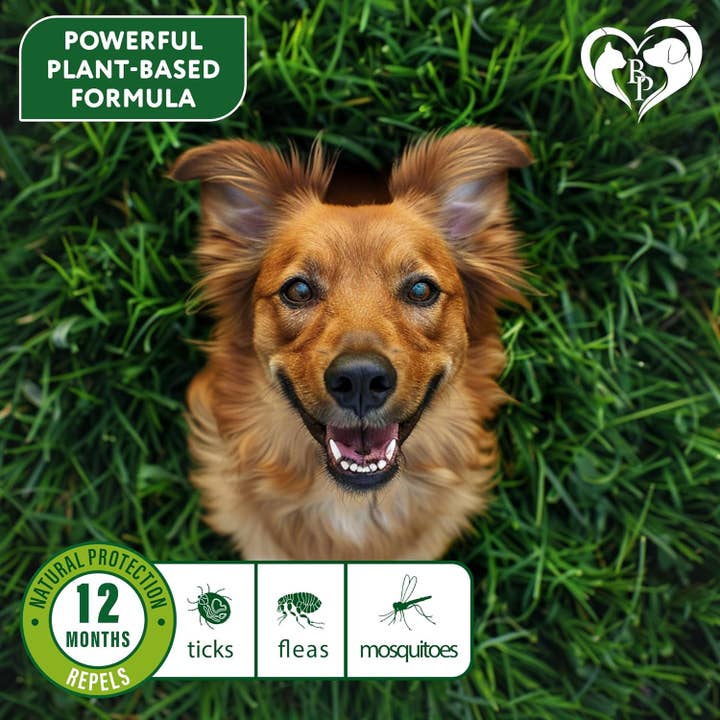Beloved Pets - Wholesale Pet Collar - Dog - Natural Flea & Tick Collar for Dogs - 6 Months Control of Best Prevention & Safe Treatment - Anti Fleas and Ticks Essential Oil Repellent (2 Count (Pack of 2))
