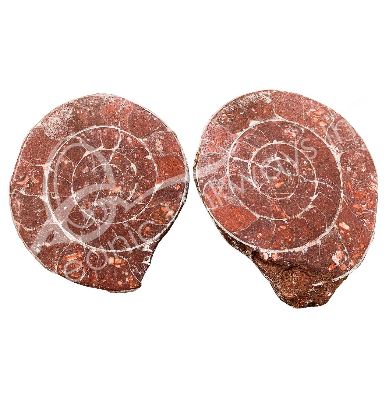 Oceanic Linkways Inc - Wholesale Spiritual Stone/Crystal - (KG)FOSSIL - AMMONITE POLISHED (PAIR) 3-7"