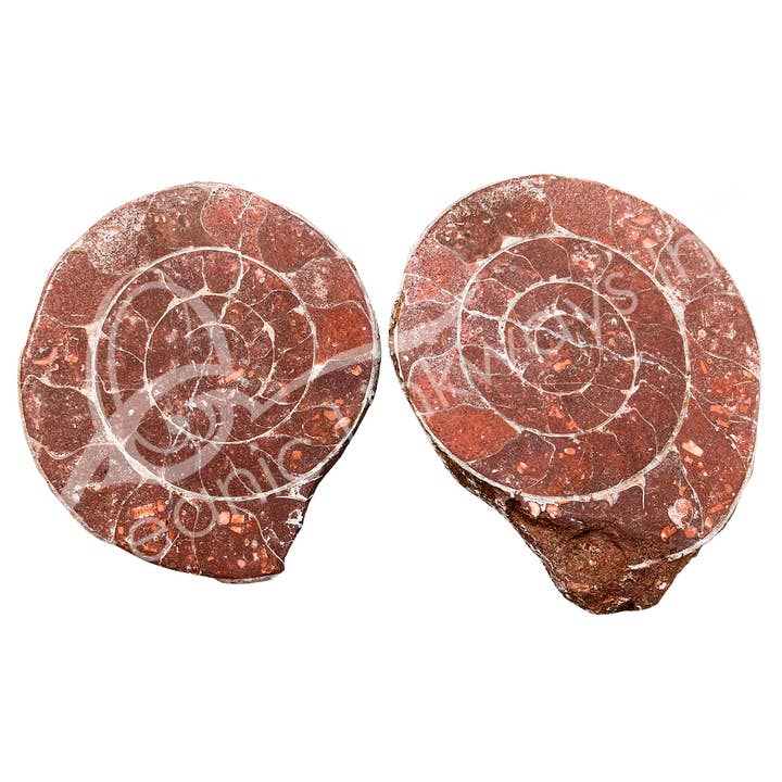 Oceanic Linkways Inc - Wholesale Spiritual Stone/Crystal - (KG)FOSSIL - AMMONITE POLISHED (PAIR) 3-7"0