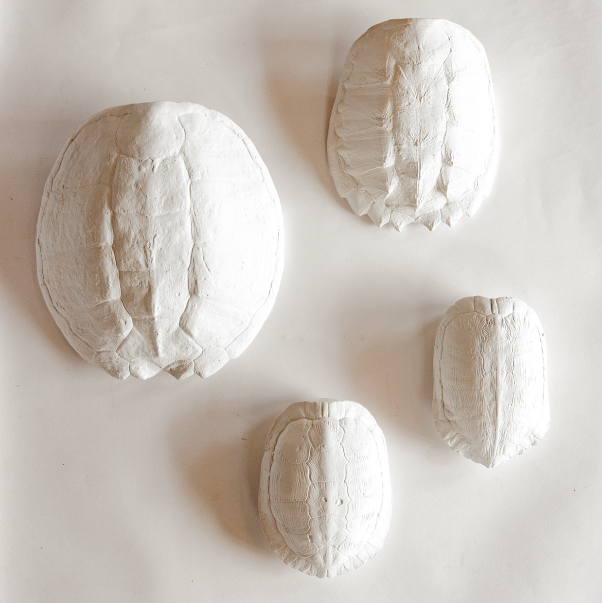 House Parts, Inc. - Wholesale Wall Accent - Snapping Turtle Shell2