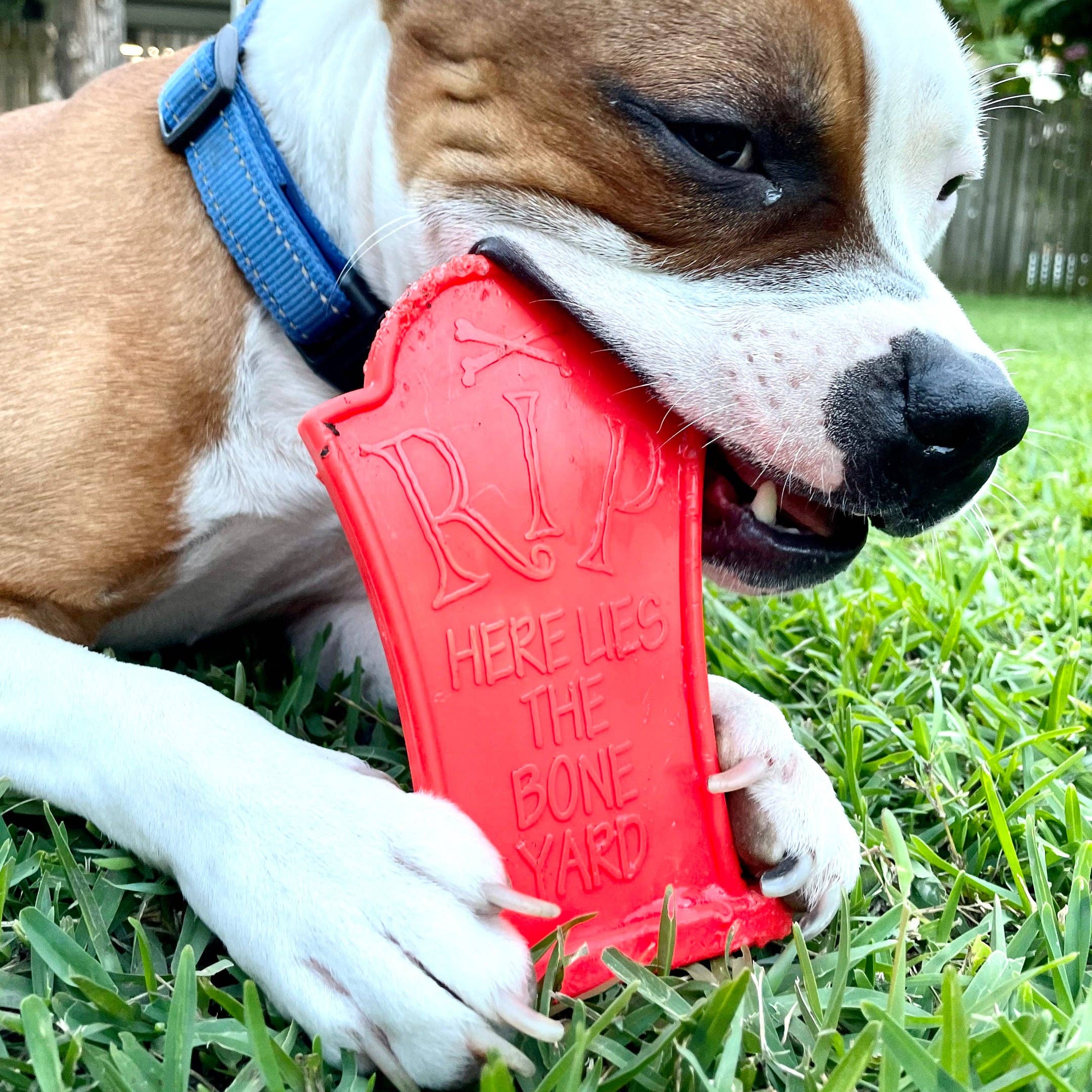 Rover Pet Products – Großhandel Haustier-Kauspielzeug – Hund – Nylon Grabstein1