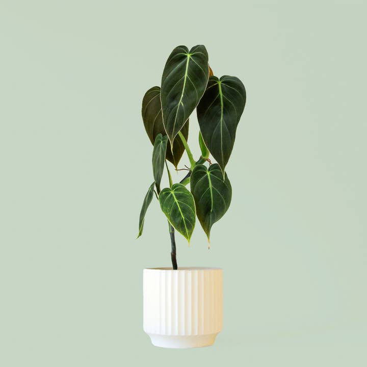 Jungle Club - Wholesale Plant Pot - Monroe Planter | Vintage White