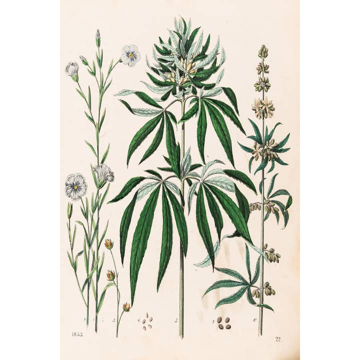 Illustrazione della Pianta di Cannabis Marijuana 1853 Stampa d'Arte Poster per la vendita all'ingrosso da parte di Gotham Gifts